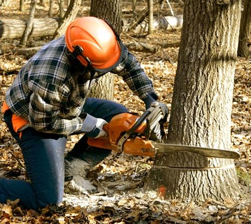 Tree Removal in Alpharetta, GA